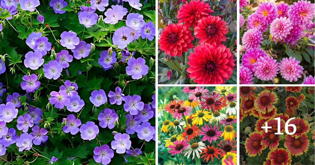 20 Perennial Plants That Grow In Zone 6