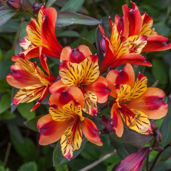 Peruvian Lily