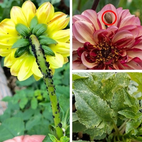 Pests on Dahlia