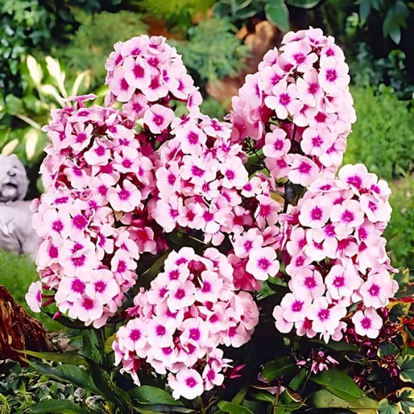 Phlox