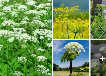 Plants That Look Like Poison Hemlock