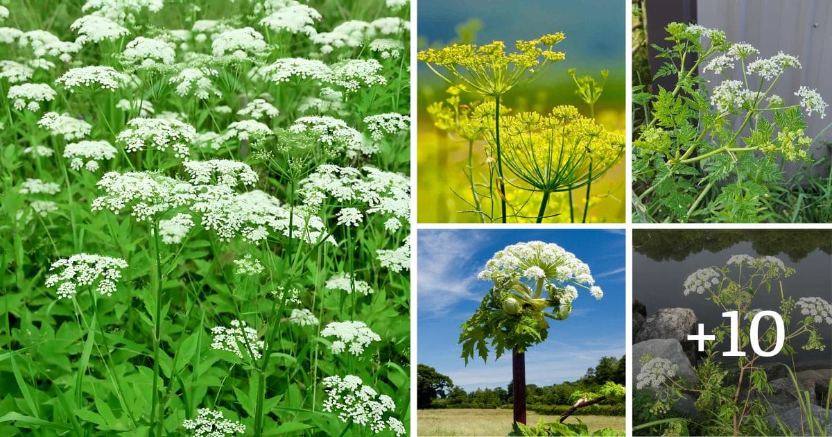 14 Plants That Look Like Poison Hemlock