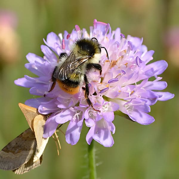 Pollinators Attraction