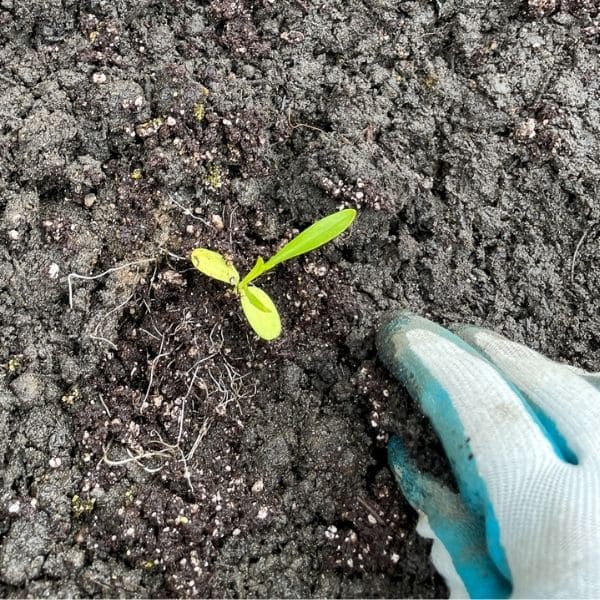 Propagating Scabiosa Black Knight From Seeds