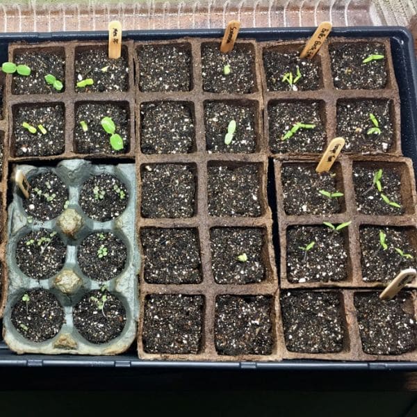 Propagating Scabiosa ‘Butterfly Blue’ From Seeds