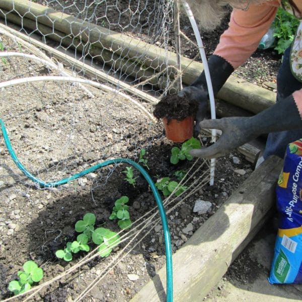 Proper Watering And Fertilizing