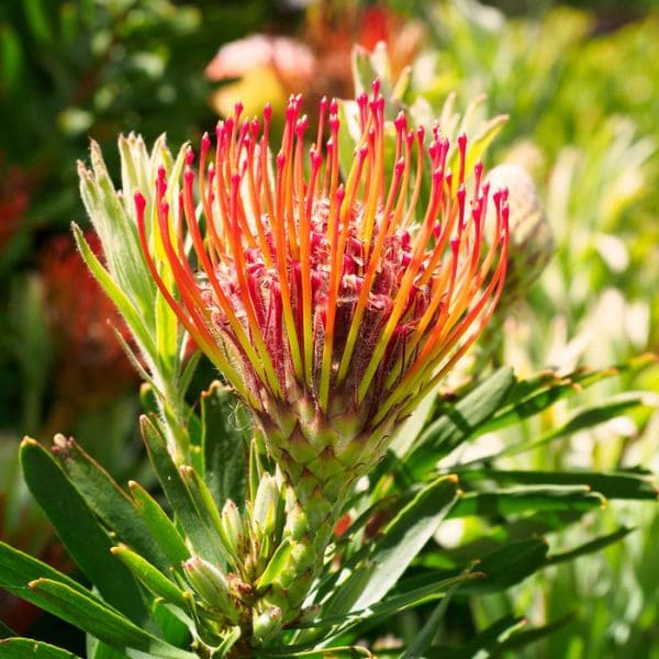 Protea