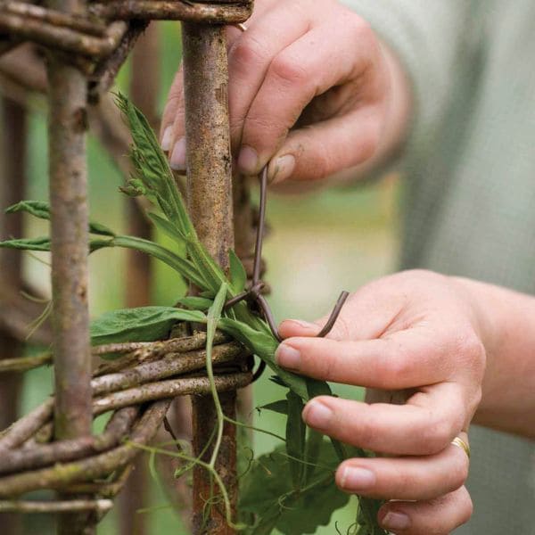 Pruning And Training