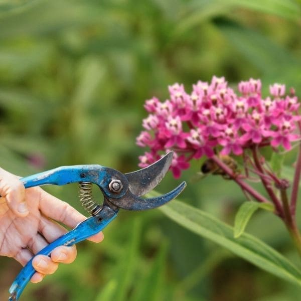 Pruning and Deadheading