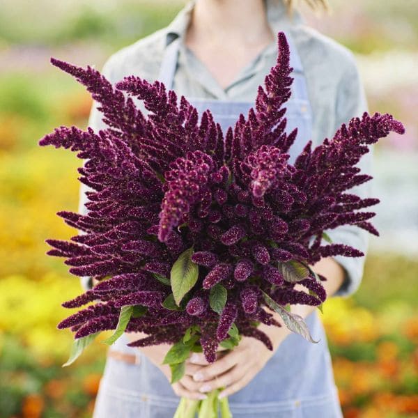 Purple Amaranth