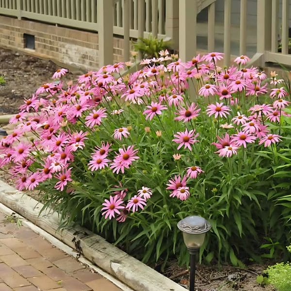 Purple Coneflower