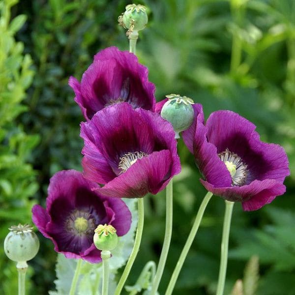 Purple Poppy