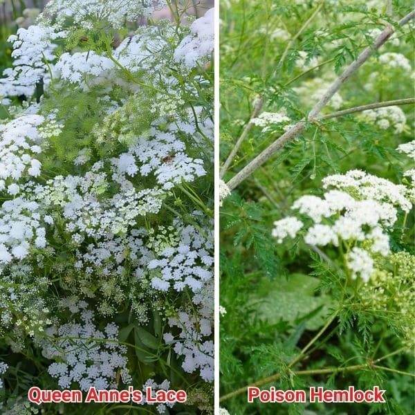 Queen Anne's Lace