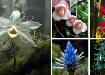 20 Rare & Uncommon Flowers Around The World Rare & Uncommon Flowers Around The World