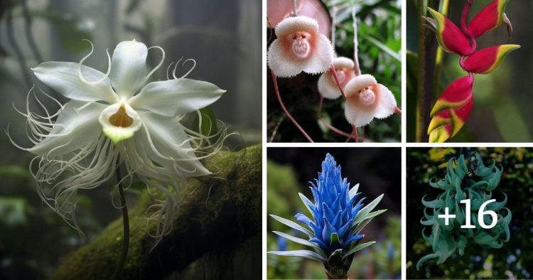 Rare & Uncommon Flowers Around The World