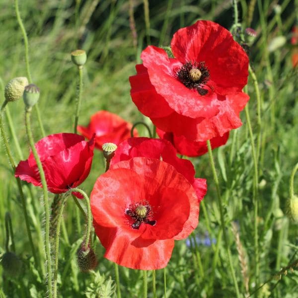 Red Poppy