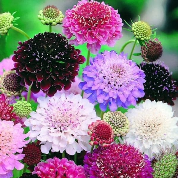 Scabiosa Black Knight And Other Scabiosa Species