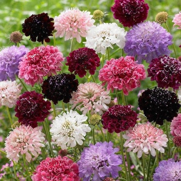 Scabiosa ‘Butterfly Blue’ And Other Scabiosa Species