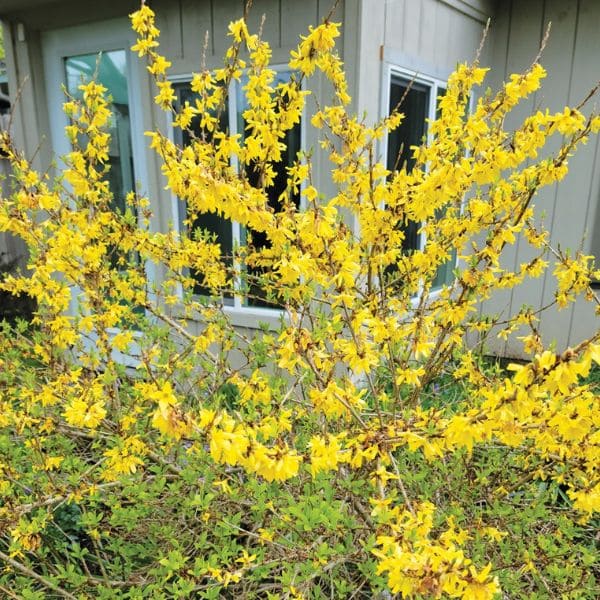 Scotch Broom