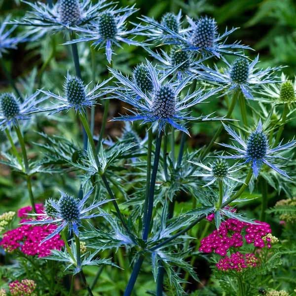 Sea Holly