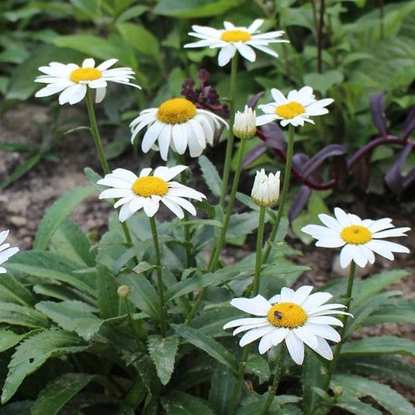 Shasta Daisy