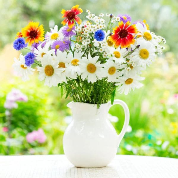 Shasta Daisy in Vase