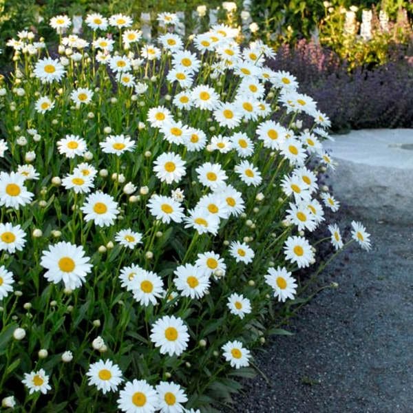 Shasta Daisy