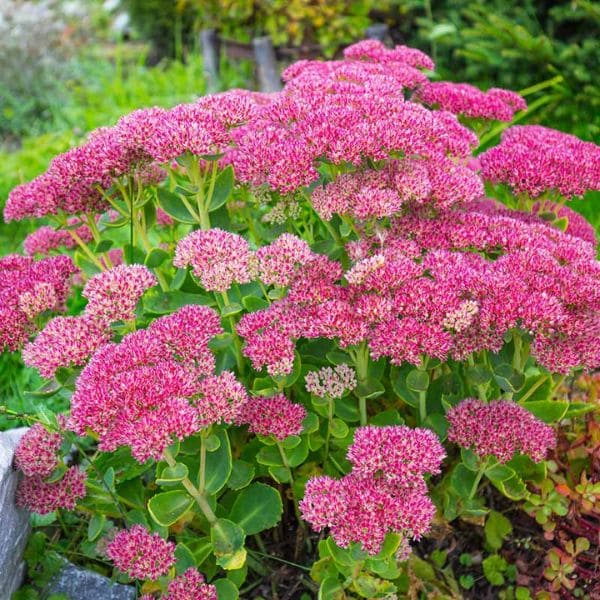 Showy Stonecrop