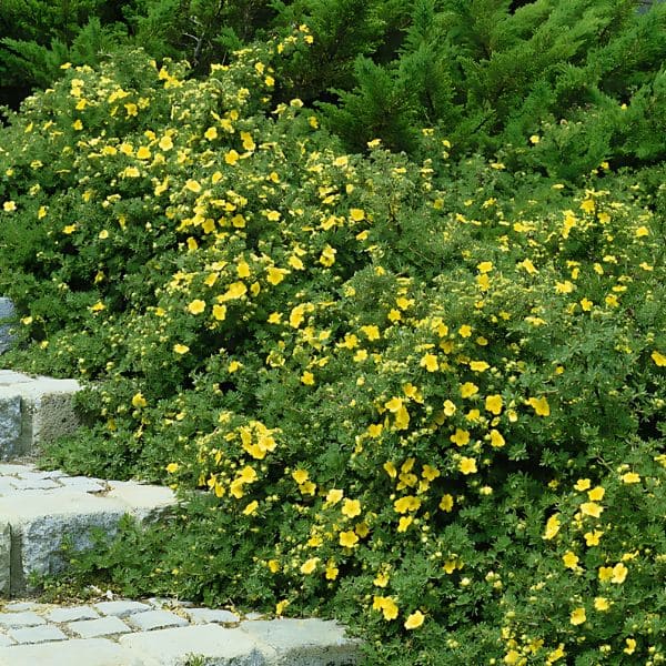 Shrubby Cinquefoil