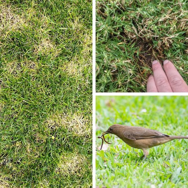 Signs Of Lawn Grub Infestation