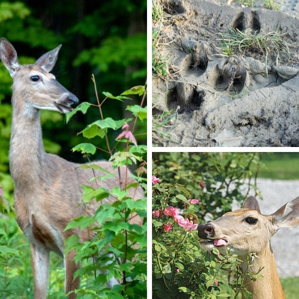 Signs of Deer Damage On Begonias 