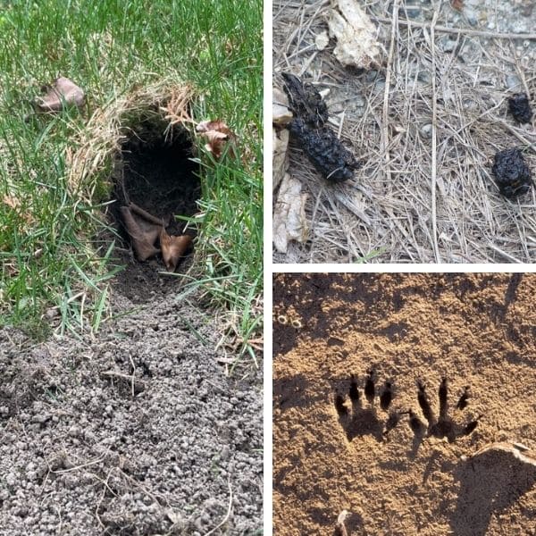 Signs of Groundhogs In The Garden