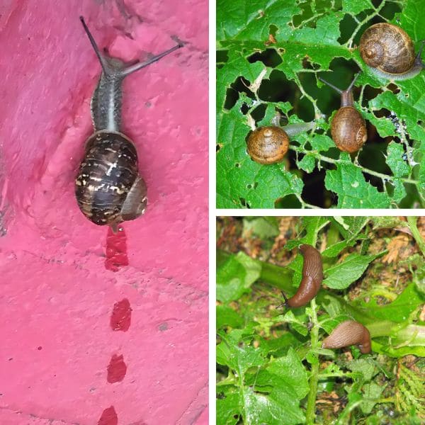 Signs of Slugs and Snails