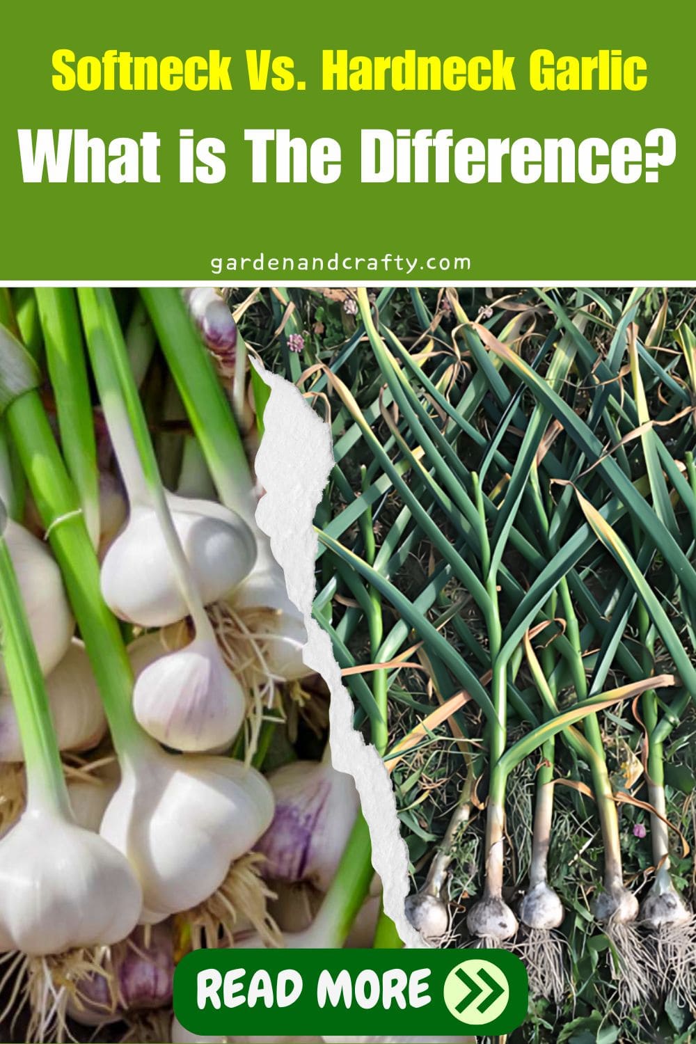 Softneck Vs. Hardneck Garlic: What Is The Difference?