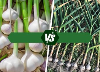 Softneck Vs. Hardneck Garlic: What Is The Difference? Softneck vs. Hardneck Garlic