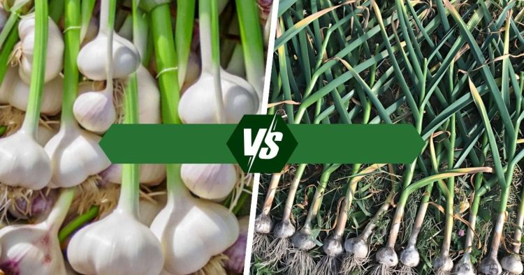 Softneck vs. Hardneck Garlic