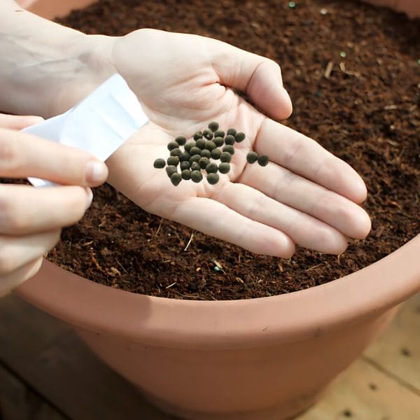 Sowing Okra Seeds