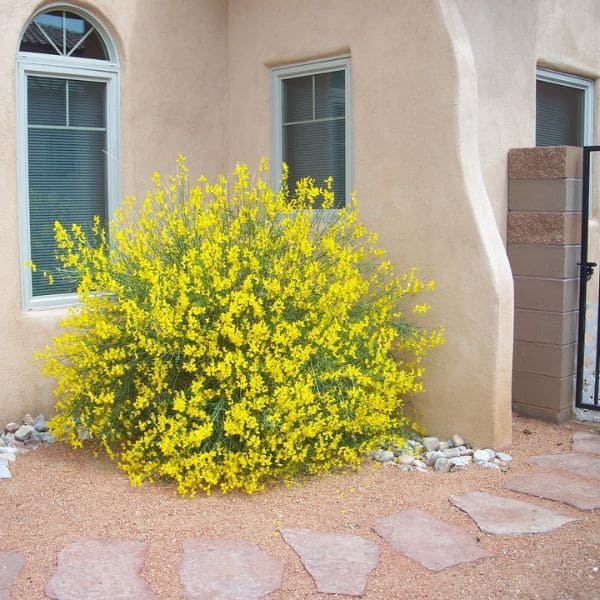 Spanish Broom