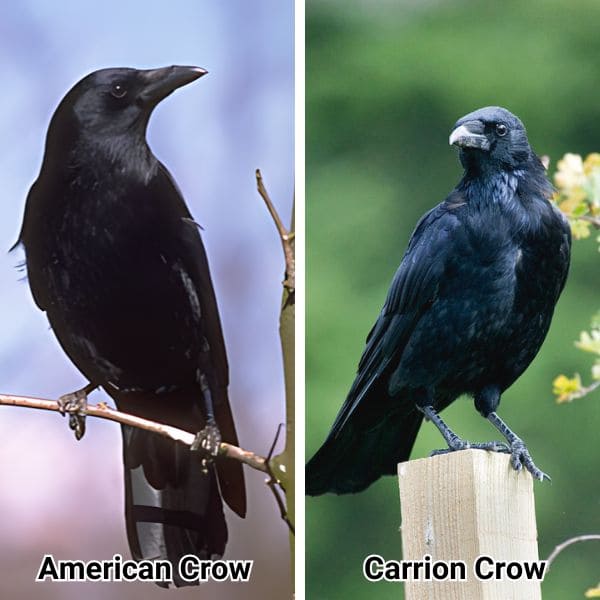 Species of Crows