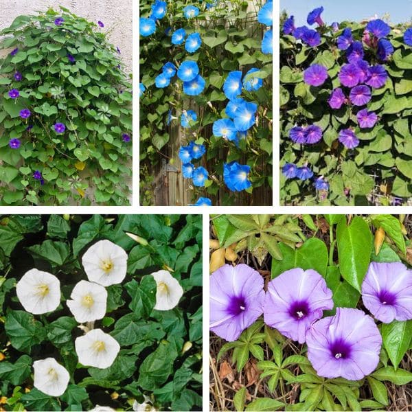 Species of Morning Glory