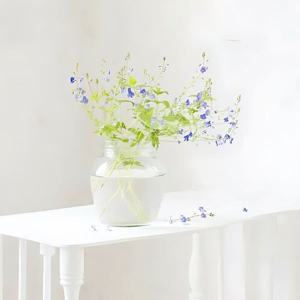 Speedwell in Vase