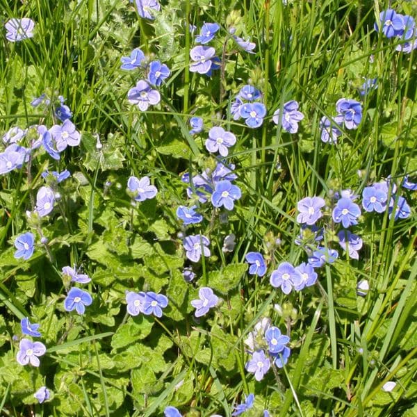 Speedwell