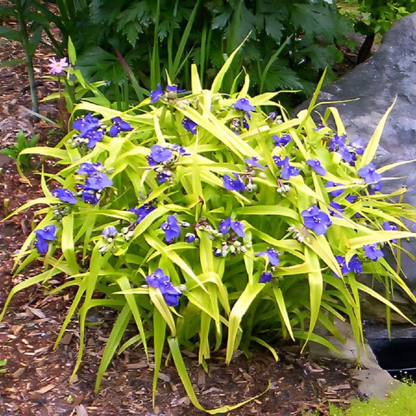 Spiderwort