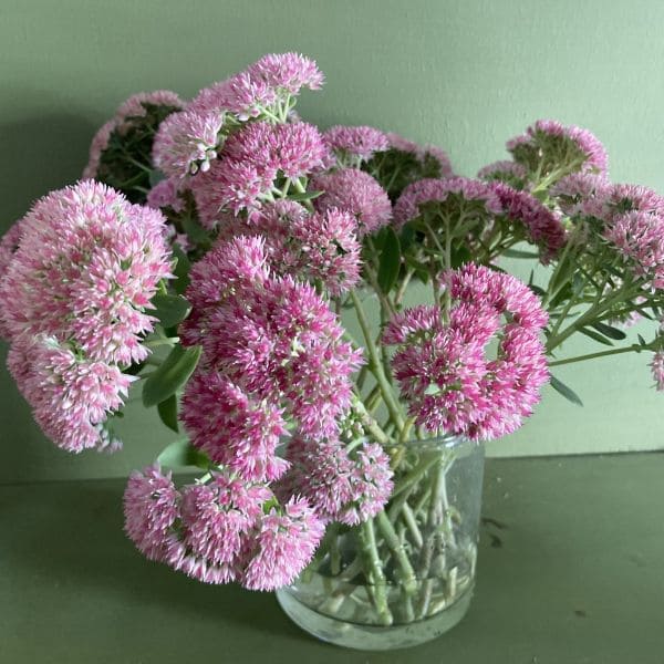 Stonecrop in Vase