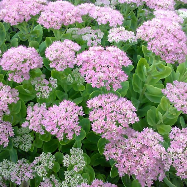 Stonecrop