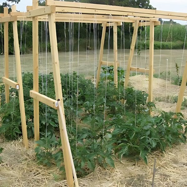 String Trellis 