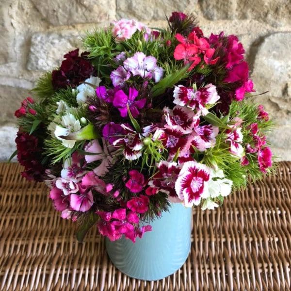 Sweet William in Vase