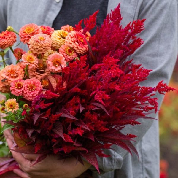 The Meaning of Celosia Dragon's Breath