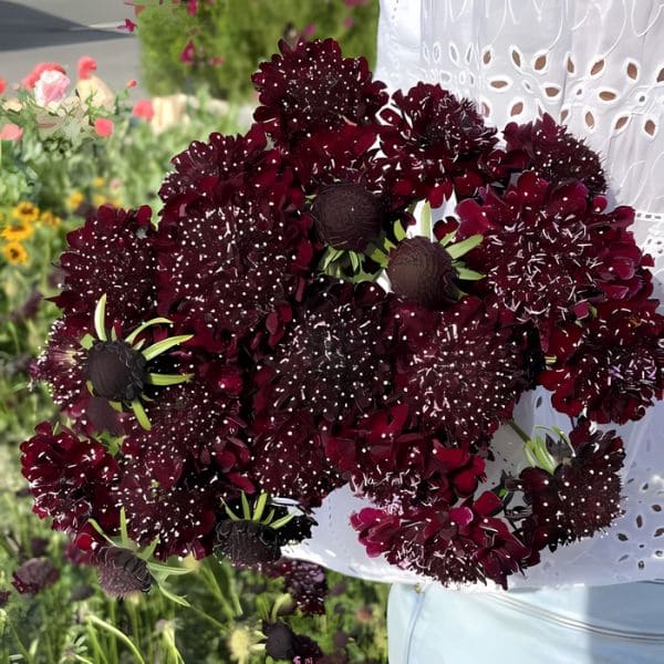 The Meaning of Scabiosa Black Knight