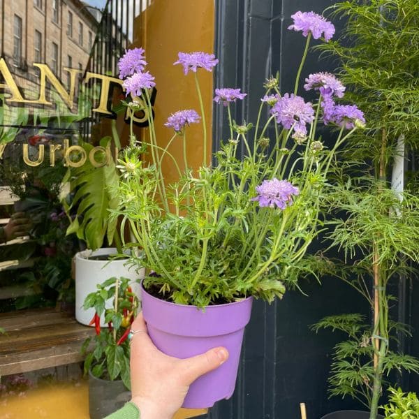 The Meaning of Scabiosa ‘Butterfly Blue'